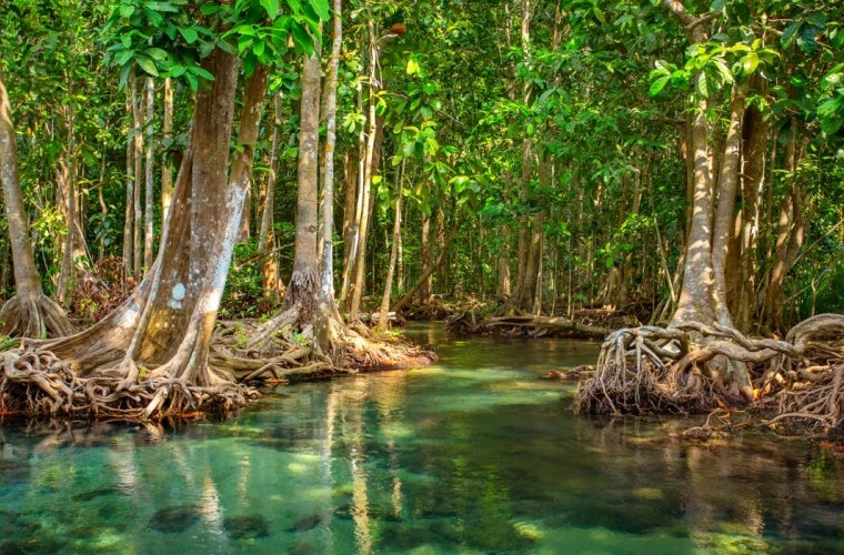 Mangrove träd i Kenya med ljusblått vatten